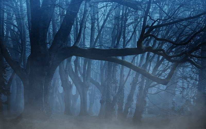 Enchanted Forest